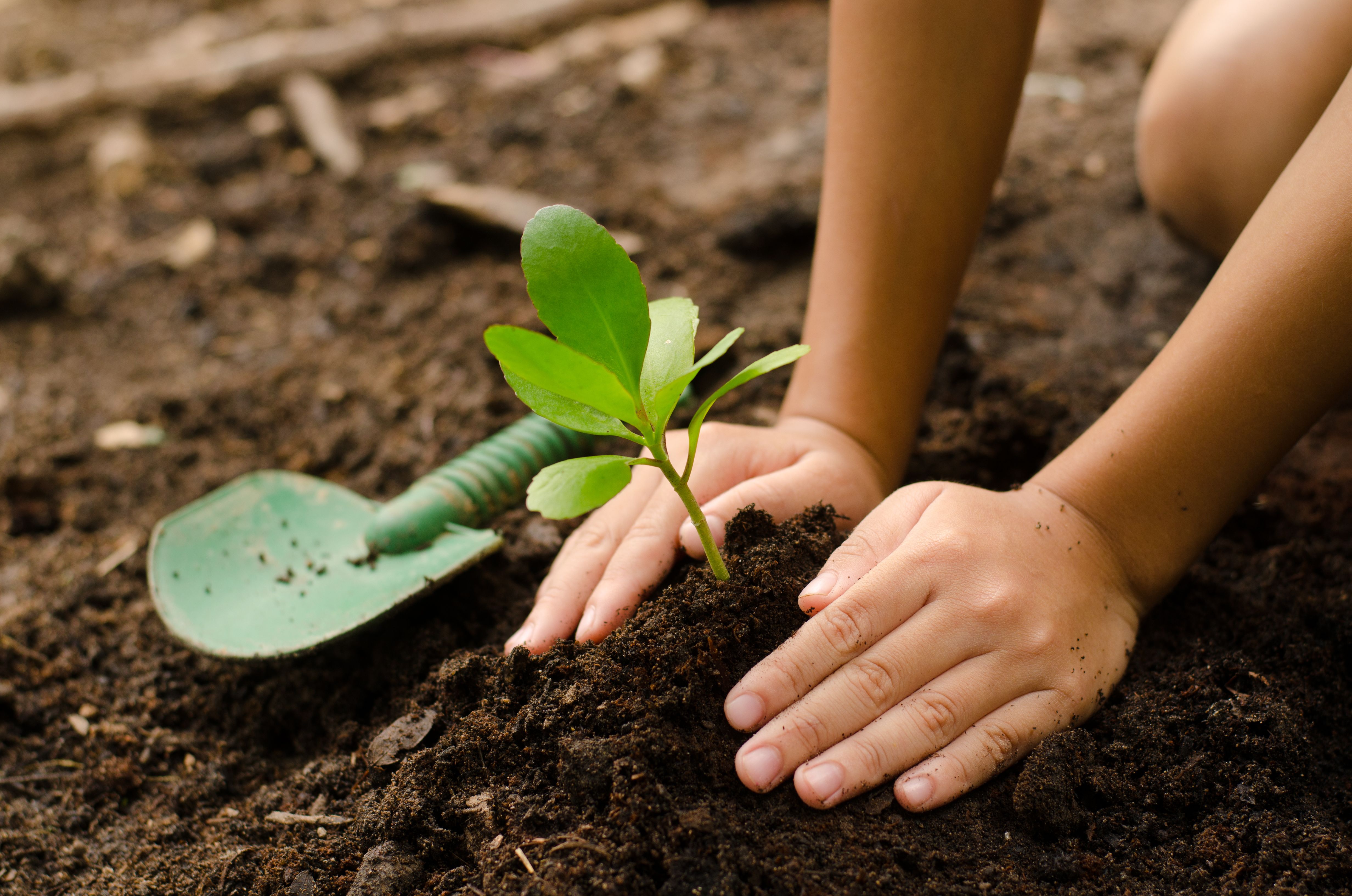 Détail d'une main plantant une plante grasse dans la terre fraîche.